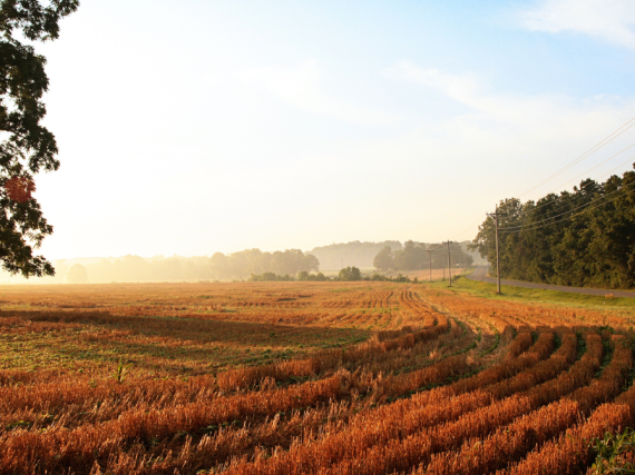 A field in rural Kentucky with the sun shining down on it as the mist clears. 